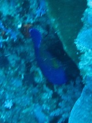 Centropyge bispinosa