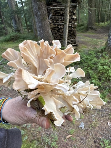 Sparassis brevipes