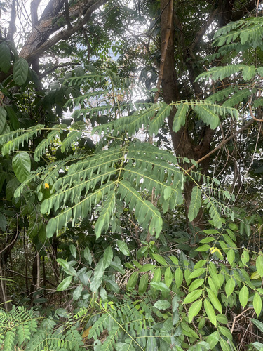Adenanthera pavonina observed 2026-09-16