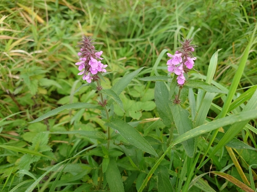 Marsh Woundwort