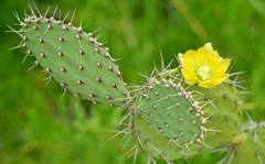 Opuntia caracassana