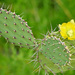 Opuntia wentiana - Photo (c) Steven Mlodinow, some rights reserved (CC BY-NC), uploaded by Steven Mlodinow