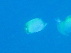Chaetodon
