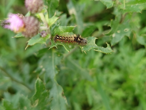 Knot Grass Moth