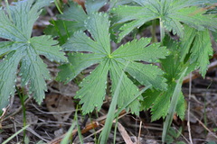Geranium sylvaticum