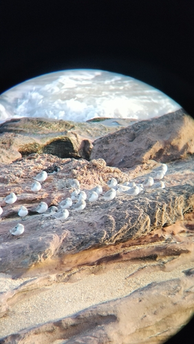 Sanderling