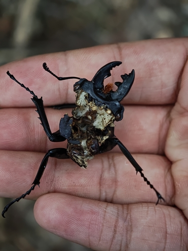 Odontolabis cuvera sinensis