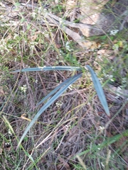Dianella prunina