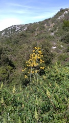 Ferula glauca