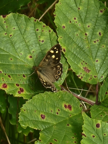 Speckled Wood