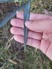 Dianella prunina