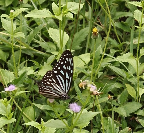Blue Glassy Tiger