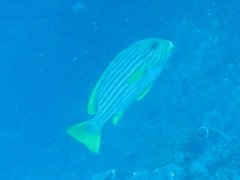 Plectorhinchus polytaenia