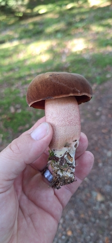 Dotted Stem Bolete