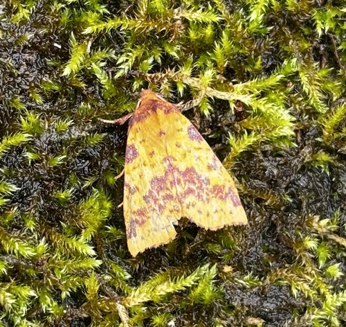 Pink-barred Sallow