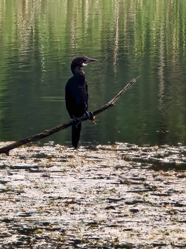 Little Cormorant