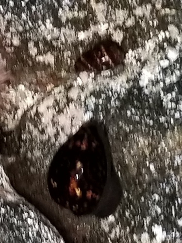 Cypraea mauritiana observed 2026-09-14