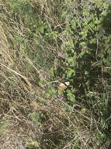 Wall Brown