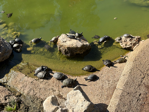 Pond Slider