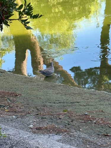 Eurasian Collared-Dove