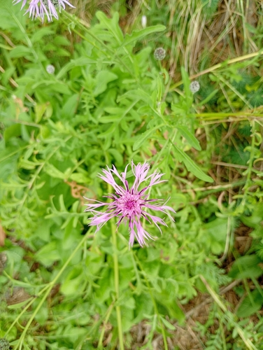 Greater Knapweed