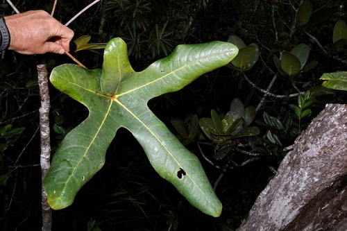 Acropogon observed 2026-09-12
