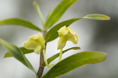 Dendrobium steatoglossum
