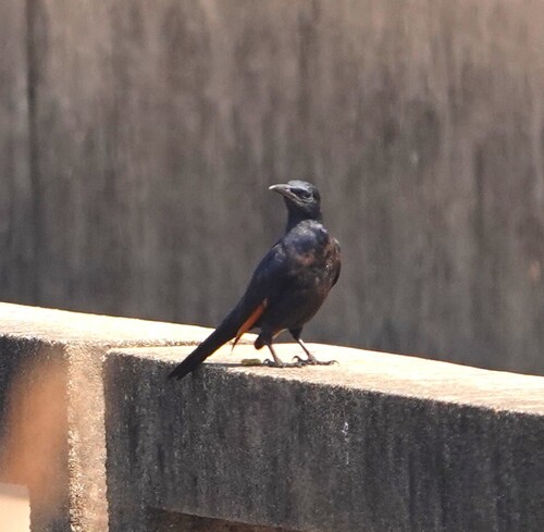 Southern Red-winged Starling