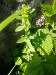 Cruciata glabra krylovii