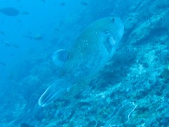 Arothron caeruleopunctatus