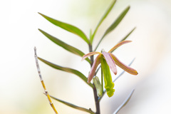 Dendrobium verruciferum