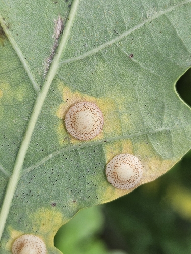 Common Spangle Gall Wasp