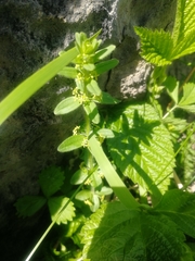 Cruciata glabra krylovii