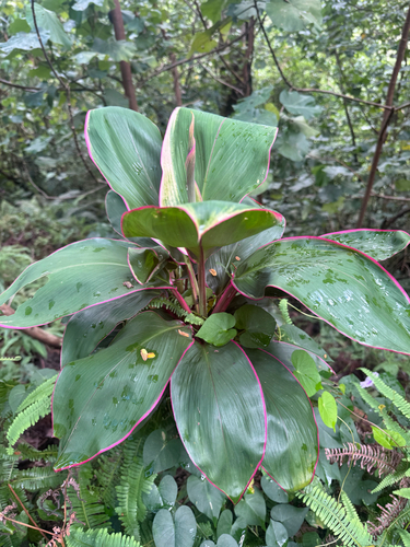 Cordyline fruticosa observed 2026-09-15