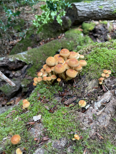 Sulphur Tuft