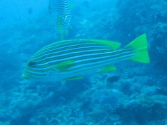 Plectorhinchus polytaenia