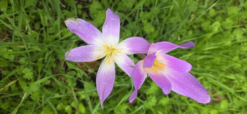 Colchicum speciosum