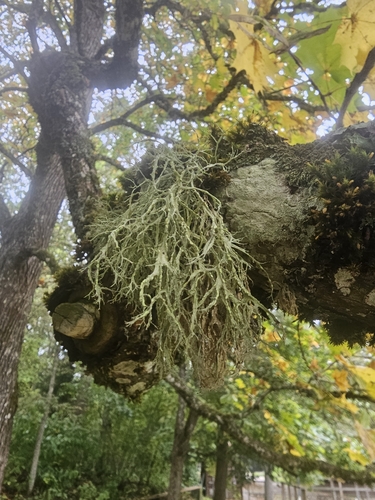Farinose Cartilage Lichen