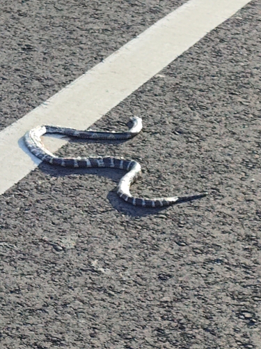 Many-banded Krait