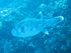 Arothron caeruleopunctatus