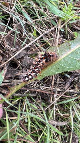 Knot Grass Moth