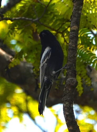 Southern Black Tit