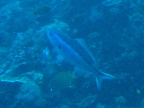 Blue-streak Fusilier