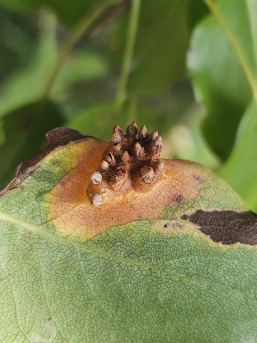Pear Rust