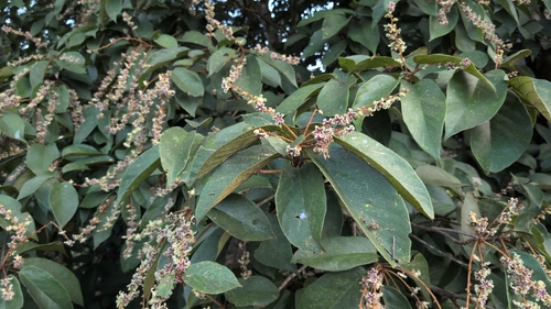 Sterculia guttata observed 2026-09-16