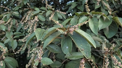 Sterculia guttata, photograph (c) T R Shankar Raman, some rights reserved (CC BY)