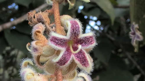 Sterculia guttata, photograph 3
