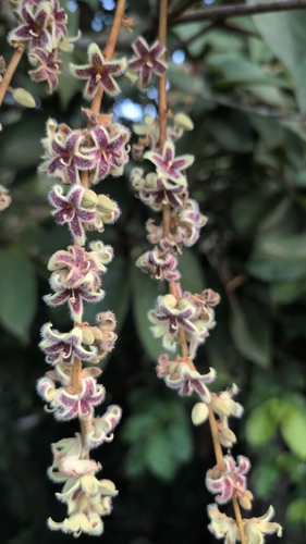 Sterculia guttata, photograph 4