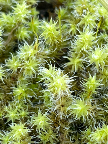 Niphotrichum canescens observed 2026-09-16