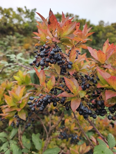Azores Blueberry